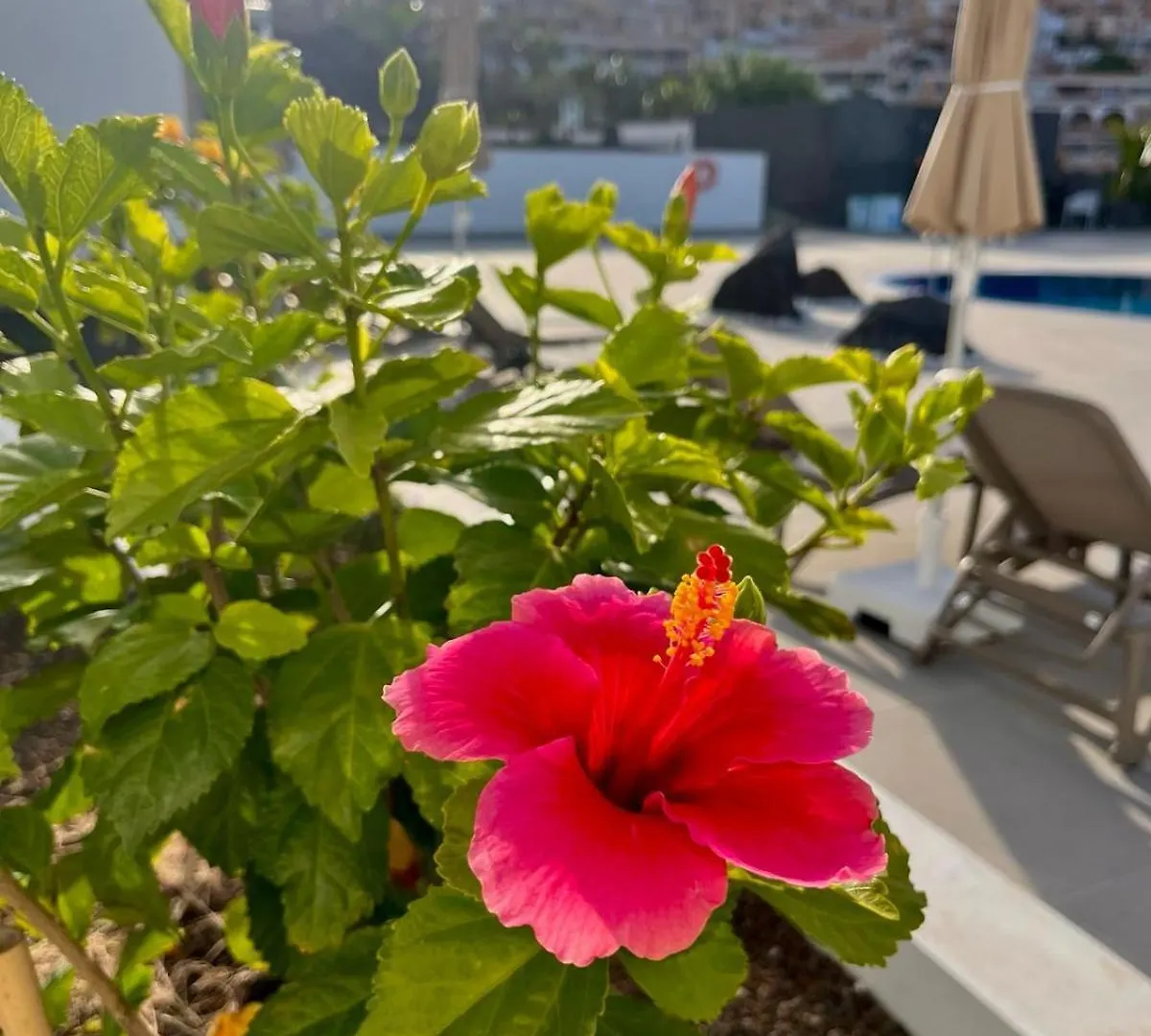 Costa Adeje Garden Aparthotel Playa de las Américas